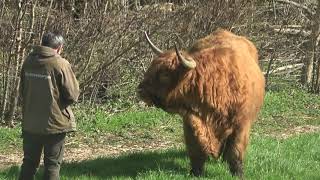 Schotse Hooglander 750 kilo springt over 1,5 meter hoog hek       Oudelandsepark Hoogvliet