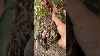 I Propagated My Calathea Plants #shorts #youtubeshorts #garden