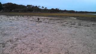 Val running around at low tide