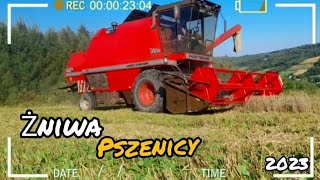 🇵🇱Żniwa Pszenicy 2023🇵🇱MF w akcji🔥(Massey Ferguson & Władimirec T25)🔥🚜