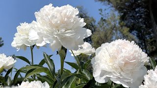 Paeonia 'Shirley Temple' - FarmerGracy.co.uk