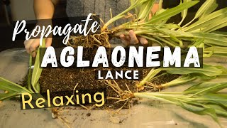 Aglaonema Propagation (Relaxing) White Lance | Ep 28