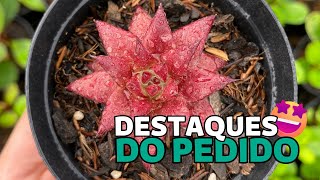 DESTAQUES DO PEDIDO 02 | Greenhouse Suculentas