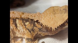 Unboxing a Unique Crested Gecko