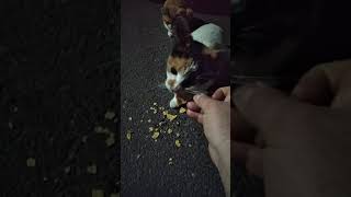 Gato comiendo Nachos