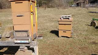 7 of 9 Hives are Still Alive!