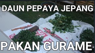 PAKAN ALTERNATIF UNTUK IKAN GURAME - DAUN PEPAYA JEPANG SEBAGAI PAKAN ALTERNATIF IKAN GURAME