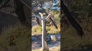 Sculptures de Daniel Pernix à Baux en Provence 😱