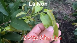 2 Việc Cần Làm Khi Mai Ra Lá Non - Bảo Vệ Lá Đẹp Không Bị Bệnh.