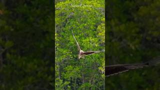 Eagle catching fish #nature #shorts