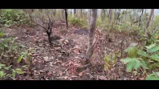 জঙ্গল সাফারী বেলপাহাড়ি jungle safari belpahari(4)