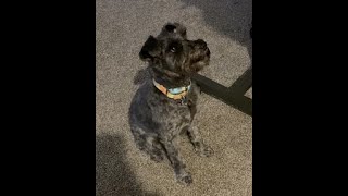 Miniature Schnauzer Dog Obedient and Trained