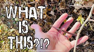 AMAZING Natural Playground with a KILLER TREE! | What we’re getting set up for our kids!