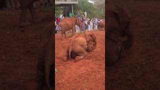 Baby elephant playing in the mud