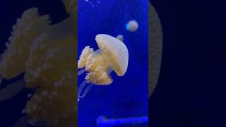 So beautiful 🤩 #jellyfish #white #satisfying #aquarium #bluewater #structure #shortsvideo #shorts