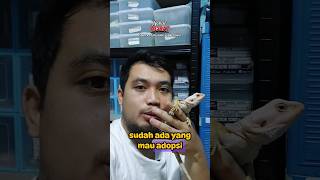 kalo sudah di jemur rendam langsung di lap sampai kering yah #reptiles #beardeddragon #vlogs