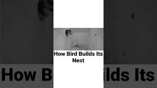 #bird #build #amazing #fun #best #beautiful #shorts