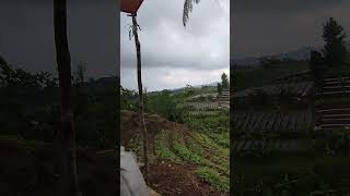 kebun kacang merah #petanilokal #shortvideo