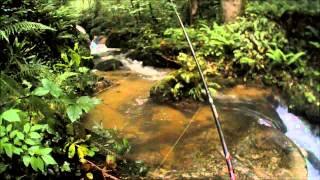 Sortie pêche à la truite fario dans un ruisseau