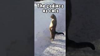 The zodiacs as cats! 🐈😂 #foryou #shorts #zodiacsigns #zodiacfacts #viral #horoscope #cats #fypシ