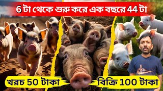 6 টা থেকে শুরু করে এক বছরে 44 টা। 50 টাকা খরচ করলে 100 টাকা বিক্রি।শুকর পালনে ব্যাপক সাফল্য খামারির।