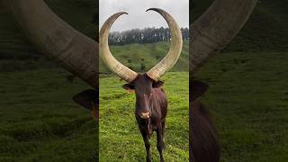 Inyambo of rwanda❤🇷🇼 #cows #cowvideos