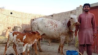 We Sell Our Cow Before Bakra Eid Al Adha/Azha Qurbani 2022 | Majid Joza