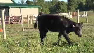 Banter Show Calves 2014 Lot 11