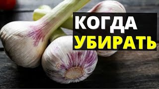 ЗАПИШИ! Когда убирать урожай чеснока и как выкапывать чеснок правильно