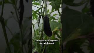 Peut-on vraiment cultiver un potager en le laissant à l’abandon ? Visite de mon #Potager Sauvage