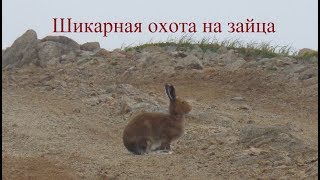 Шикарная охота на зайца