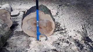 Cutting Silver Maple Logs for Firewood