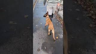 Belgian Malinois outdoor heel training 👊🐕