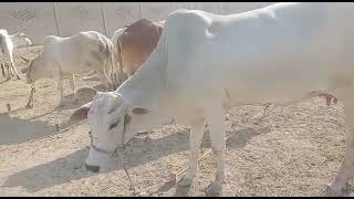 today Superhit video kankrej cow with dajjal bull cattle market video