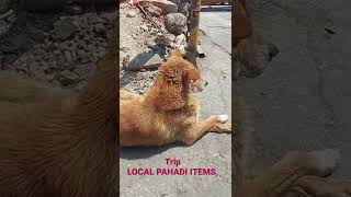 LOCAL PAHADI FRUITS , HIGHLY NUTRITIOUS ...