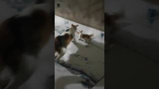 Baby mouse vs cat Kitten? #babymouse #catkitten #cat #mouse #shortsfeed #shortsvideo #catvideos