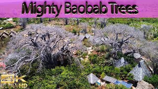 Millennia Old Baobab Trees- they lose leaves during Dry Season