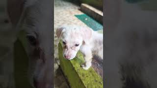 Dog loves #dog #doglover #funny #dogs #fyptiktok #animals #dogsshorts