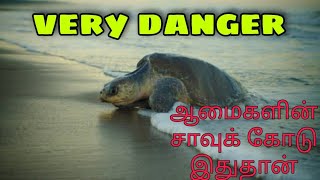 ஆமைகளின் சாவுக்கோடு Turtles death line this only.From MT STAR BOYS.