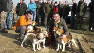 Brevet de chasse sur lievre chez les LALANDES en AVEYRON LOT DE BEAGLES A SAVAJOL 3eme partie