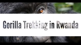 Gorilla Trekking in Rwanda