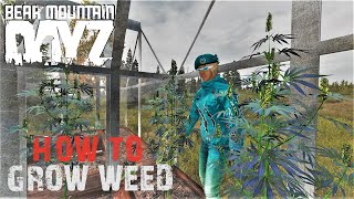 How to Grow Weed | Bear Mountain DayZ