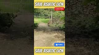 ASIATIC LION | #savelion #asiaticlions #saveasiaticlion  #gir