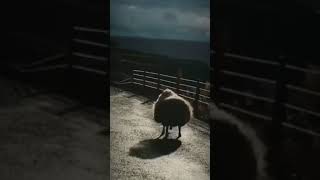 Two sheeps run happily