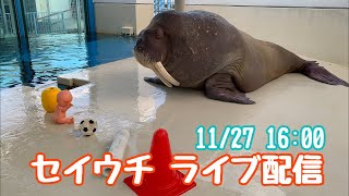 《鳥羽水族館》11/27 16:00〜ライブ配信⭐︎セイウチトレーニング