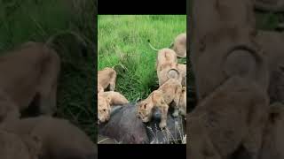 The lions eat the carcass of rotten animals