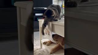 Why is she so mean??? #funnycat #funnydog #funnypets #cuteanimals  #animalshorts