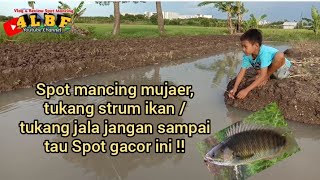 Gacor !! Spot GRATIS mancing mujaer di sawah ,tukang strum ikan jangan sampai tau spot ini