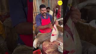 KASIMEDU SPEED SELVAM TREVALLY FISH CUTTING VIDEO / cutting focus #kasimeduselvam #bigfishcutting