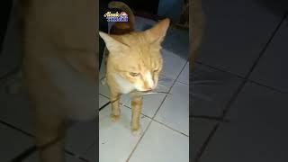 Ngajak Berantem Terus #shots #cat #kucingmeow #kucingmeong #catlover #catmeow #catvideos